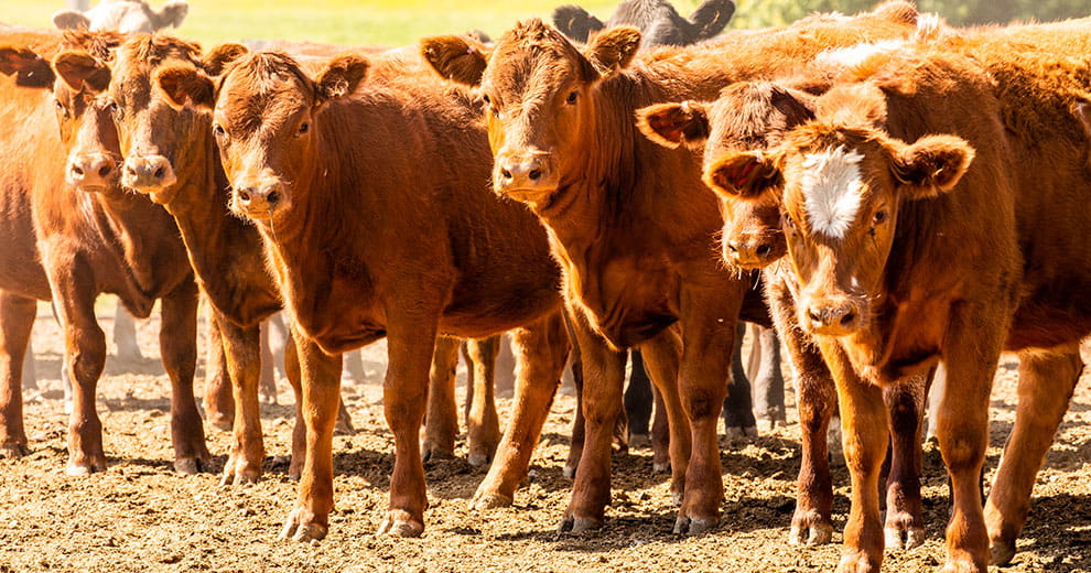 Brown cows looking