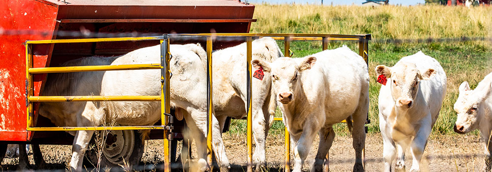 Calves