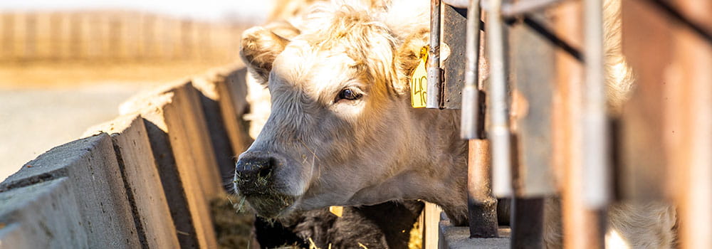 Cattle feeding