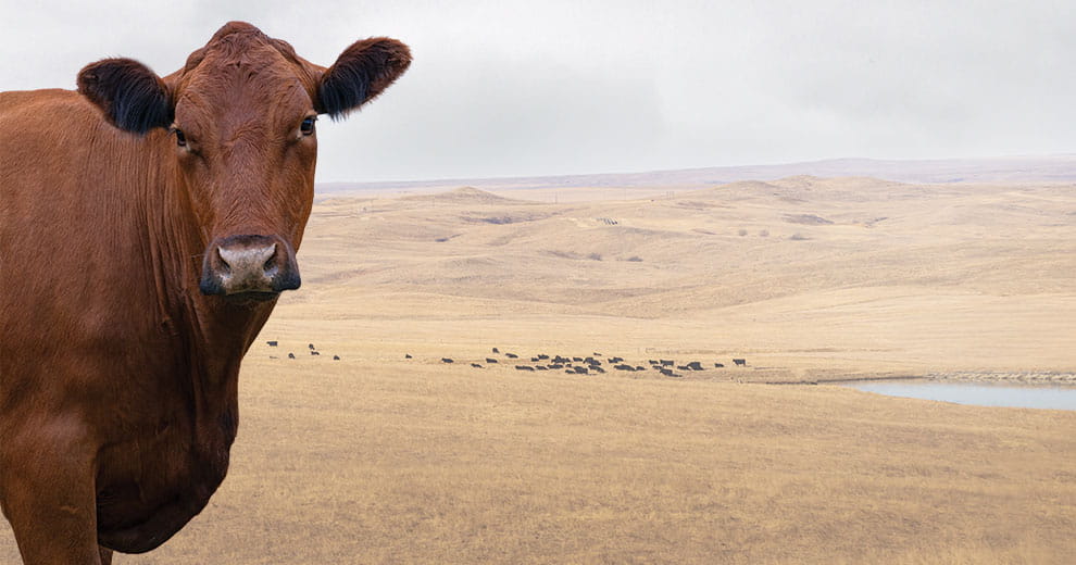 Cow with field in the background