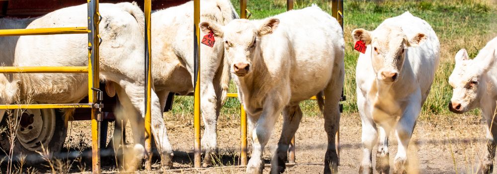 Cows feeding