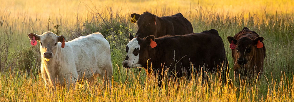 A herd of cows in tall grass