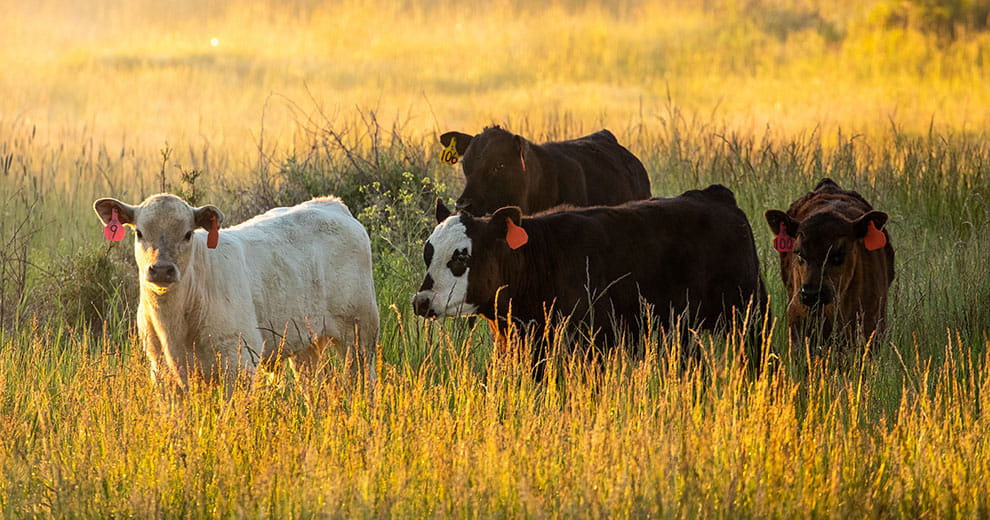 A herd of cows in tall grass