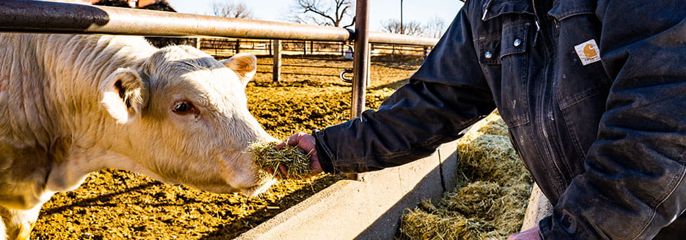 Feeding a white cow