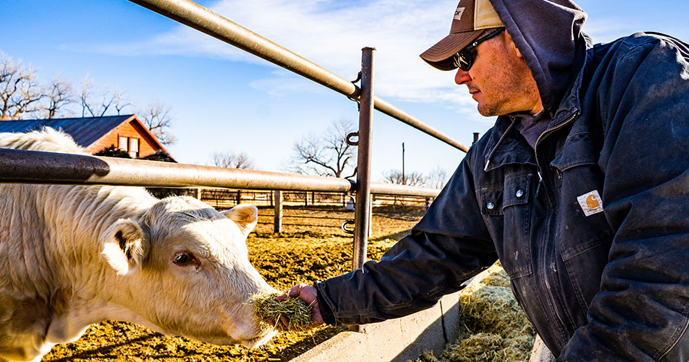 Feeding a white cow
