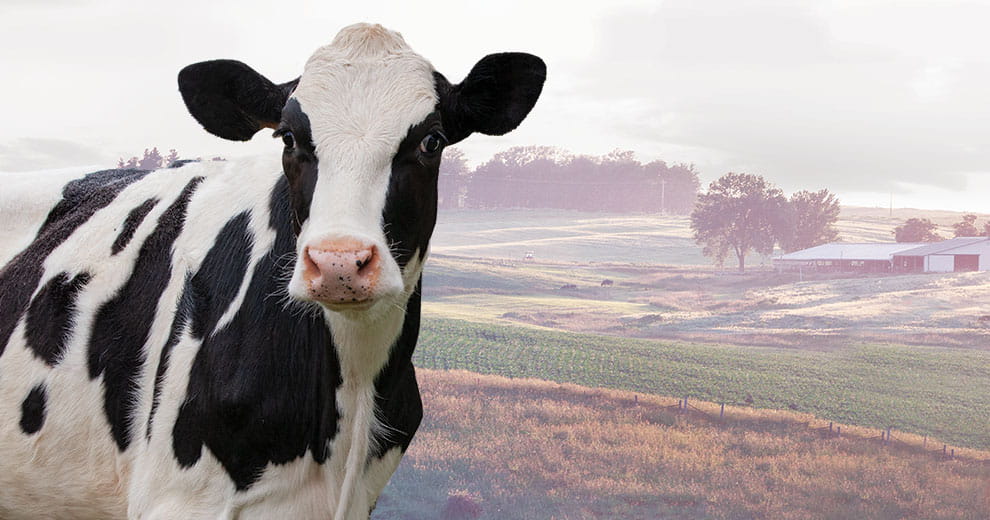 Dairy cow in a field