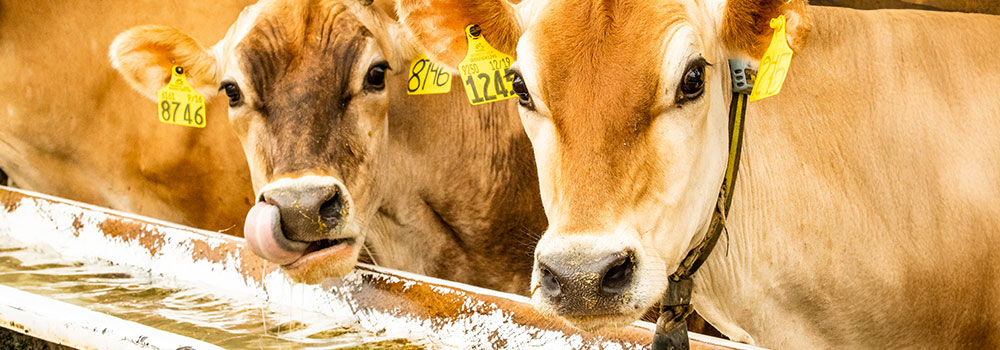 Dairy cows drinking water from a trough