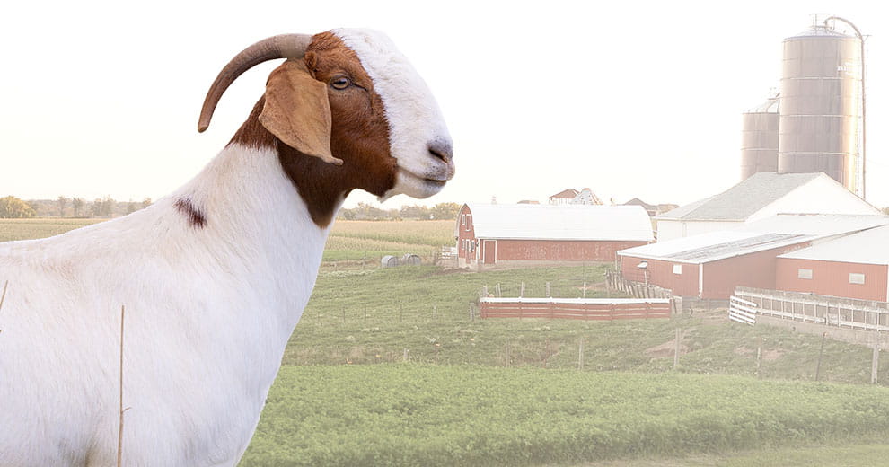 Goat in front of a farm