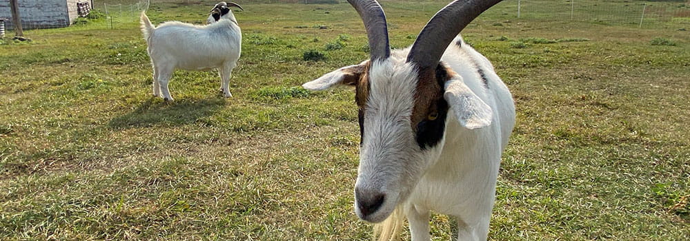 Two goats with horns walking through a yard