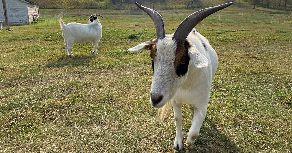 Two goats with horns walking through a yard