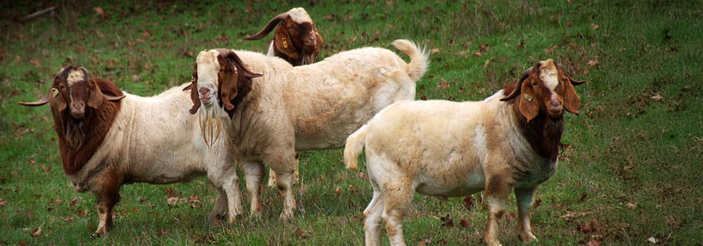 Four brown and white goats standing on a hillside