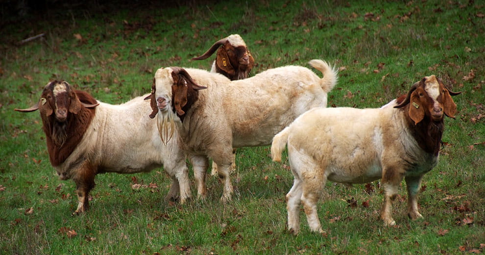 Four brown and white goats standing on a hillside