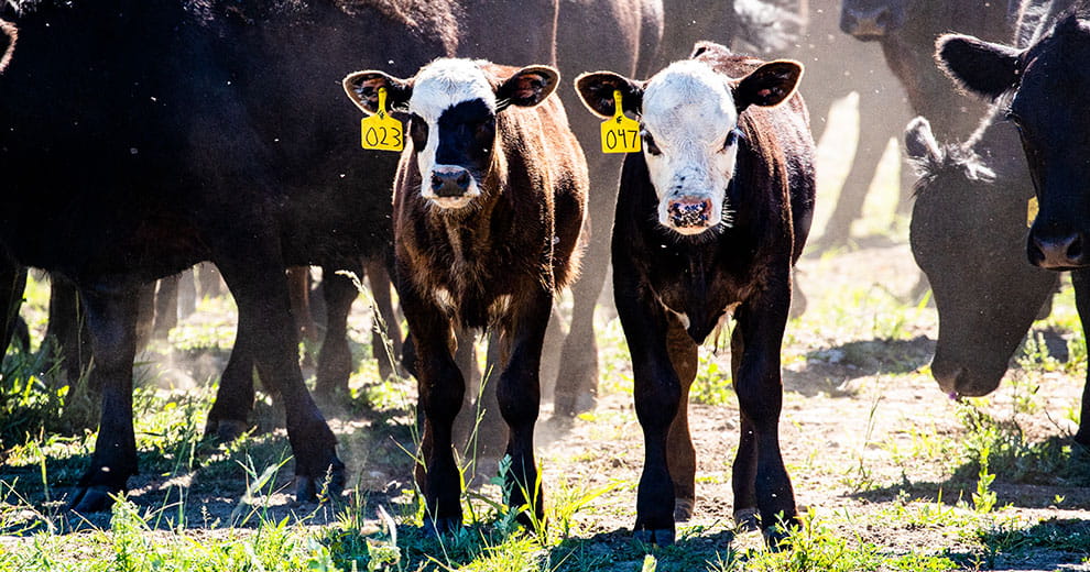 Calves in a herd