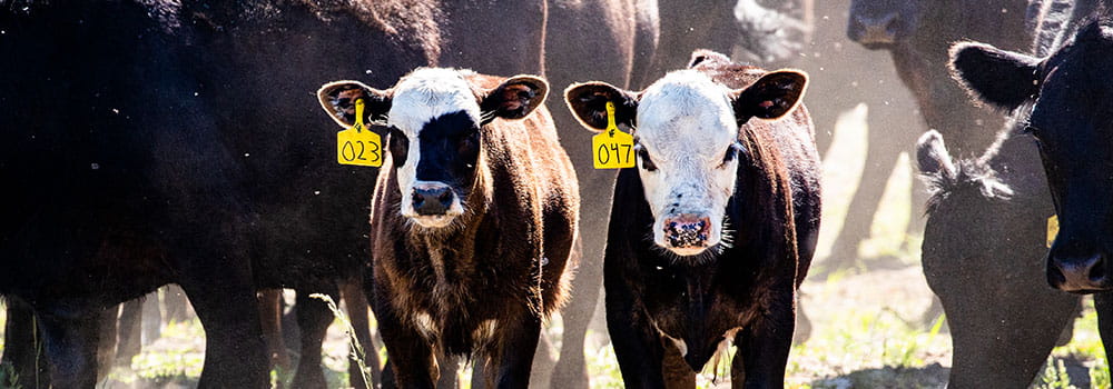 Calves standing side by side