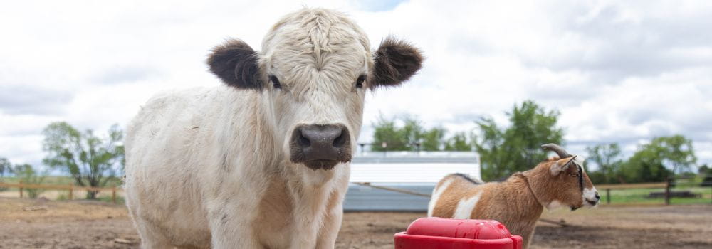 Cow and goat