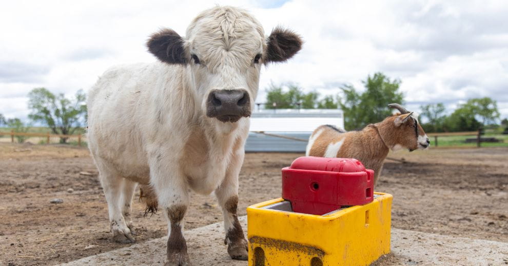 Cow and goat