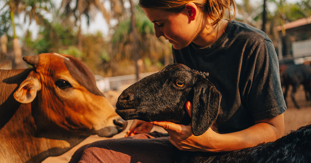 Goat and cow