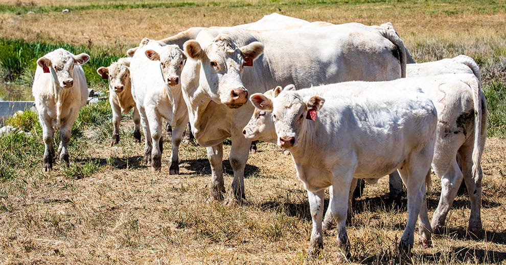 Calf and cattle in the pasture