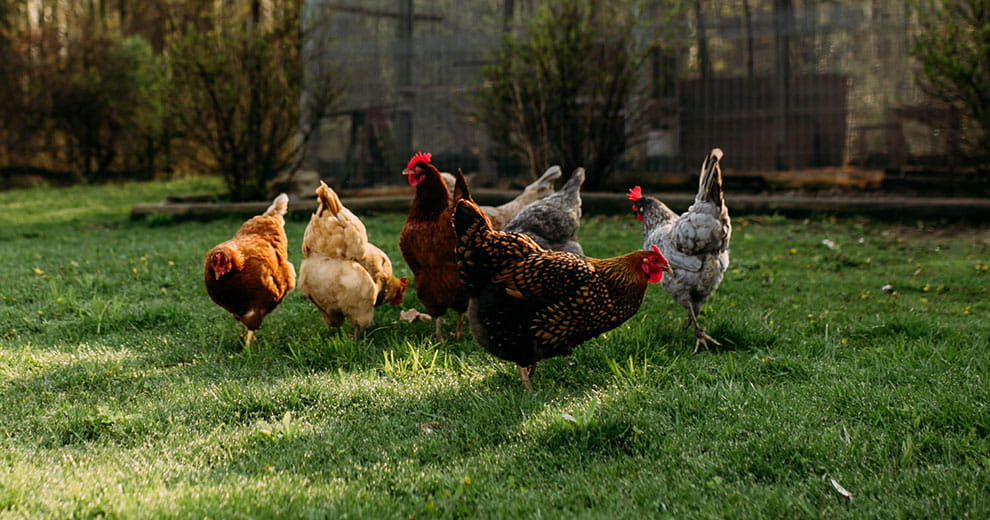 Chickens in a backyard