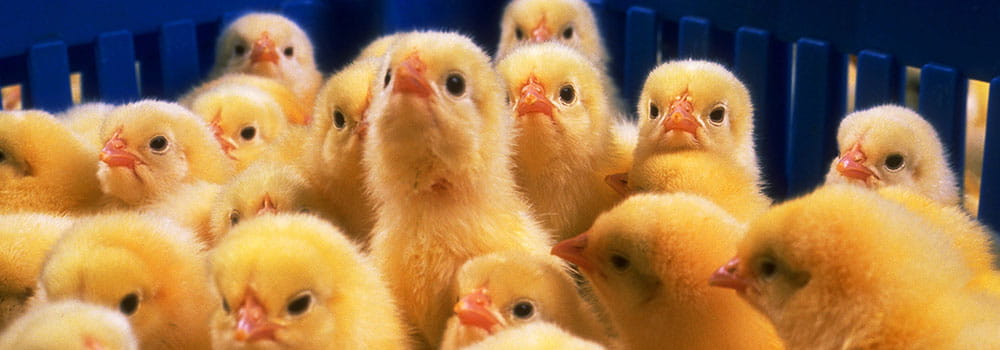 Yellow chicks