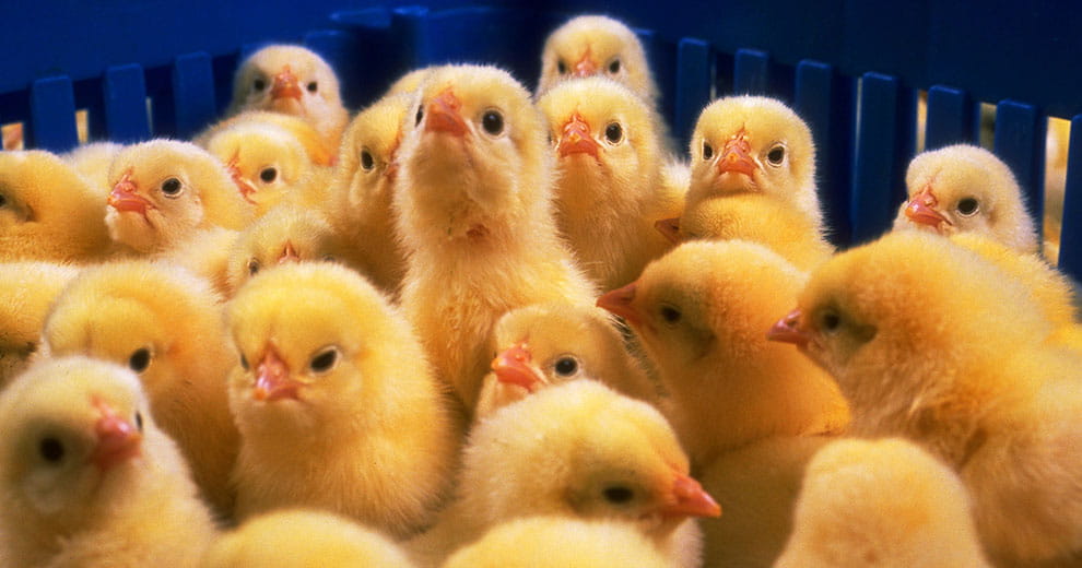 Chicks in a group