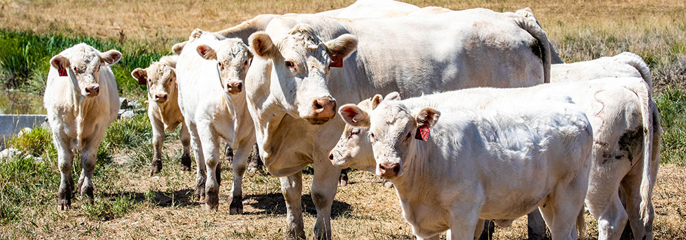 Herd of white cows and calves