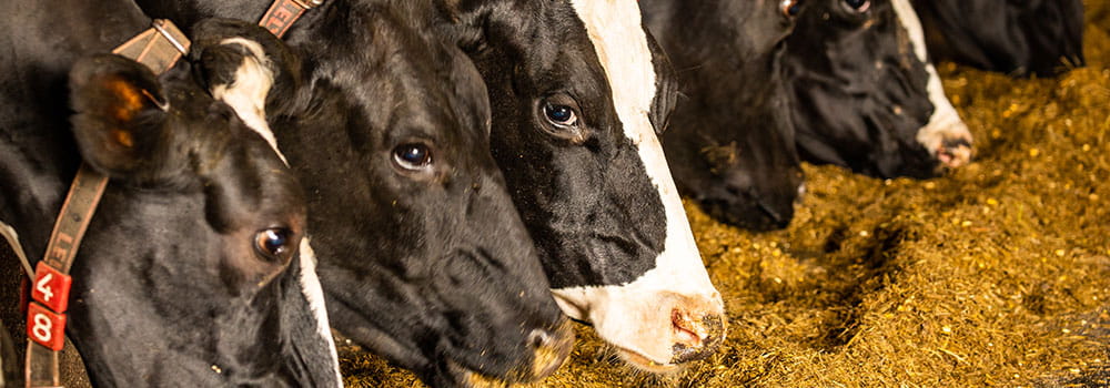 Dairy cows feeding on hay