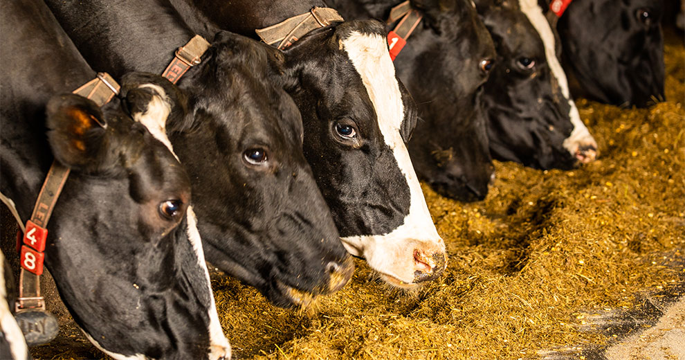 Dairy cows eating