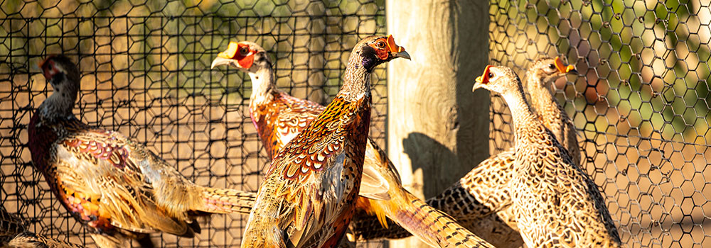 A bevy of pheasants