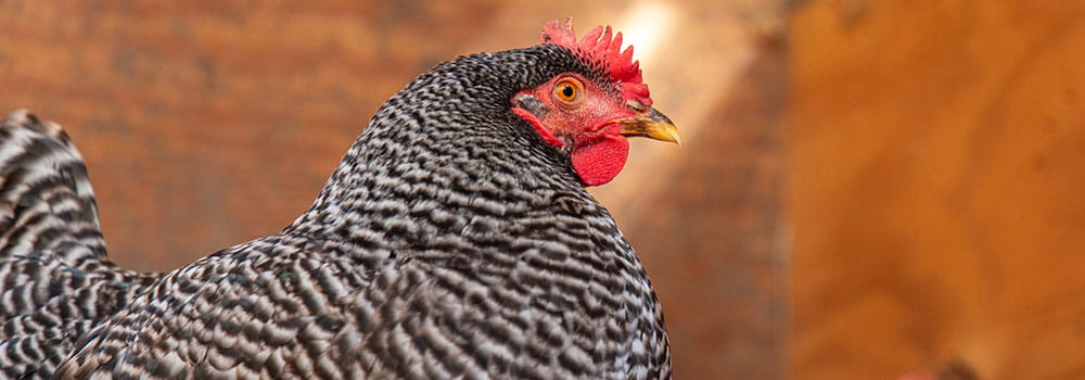 Black and white hens