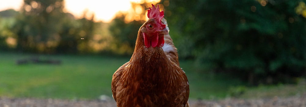 Chicken
