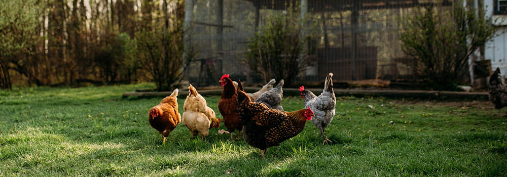 Backyard chickens