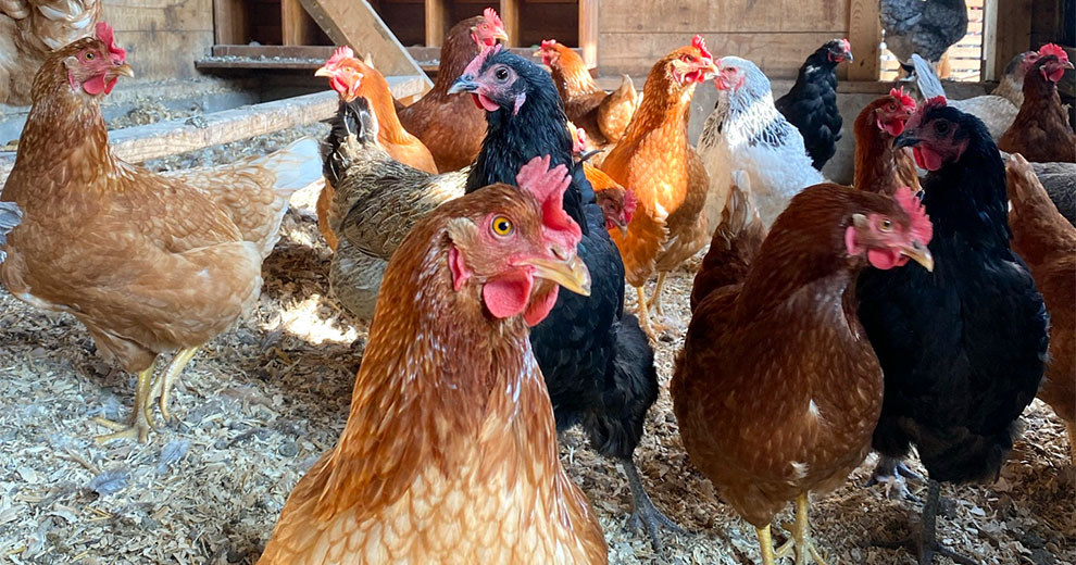 Chickens inside a coop