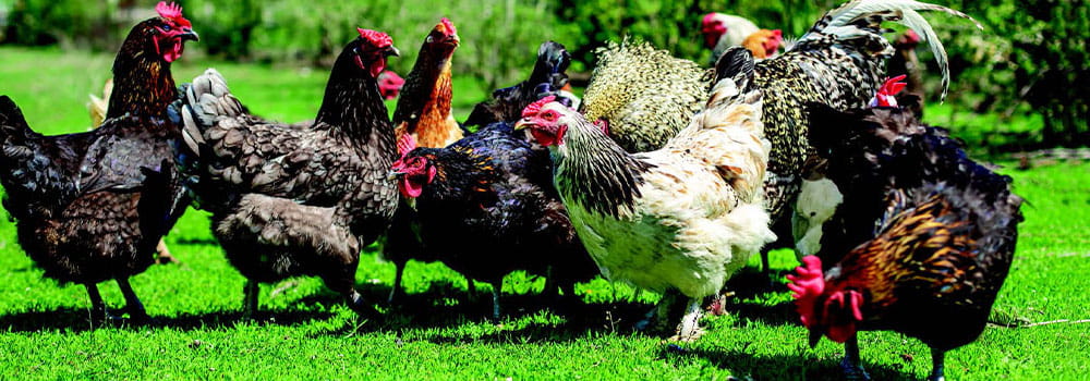 A group of chickens foraging in the grass