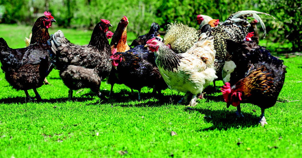 A group of chickens foraging in the grass
