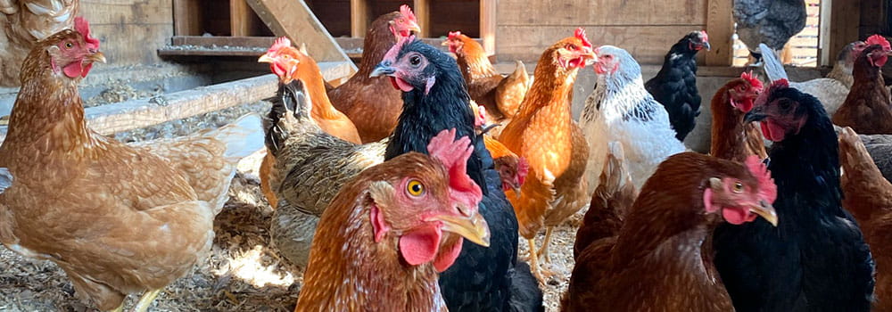 A flock of chickens in a henhouse with overlay of Payback poultry badge