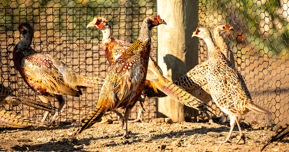 Pheasants walking around an outdoor pen