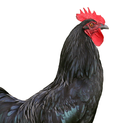 Poultry