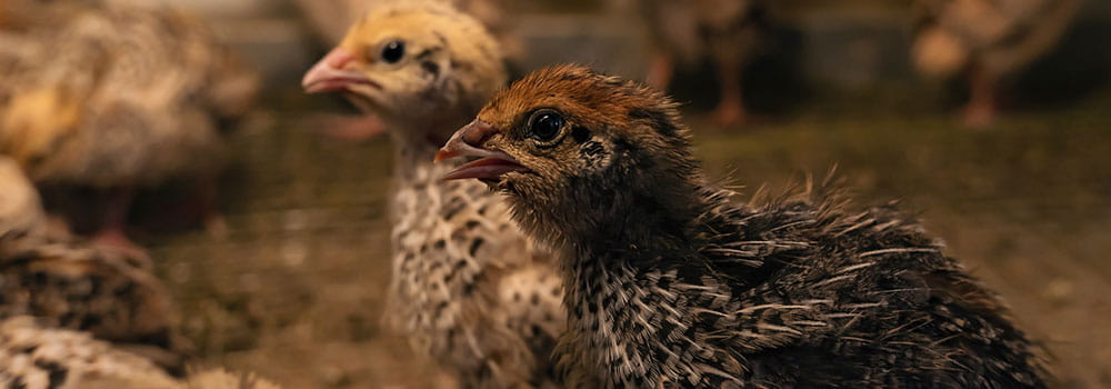 Quail chicks