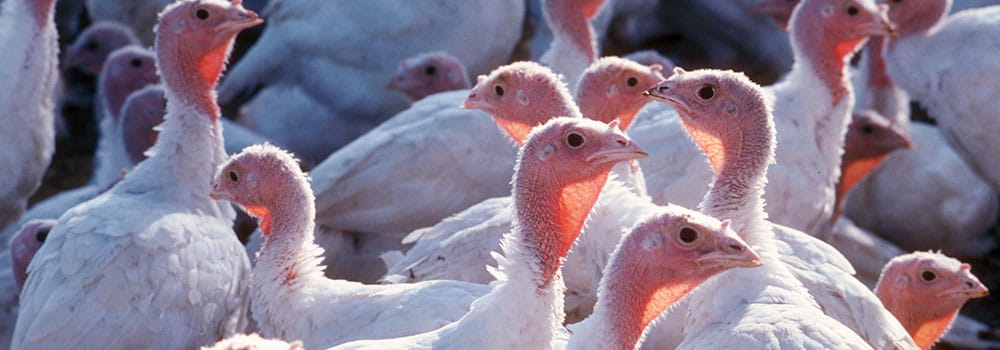 A gaggle of turkeys
