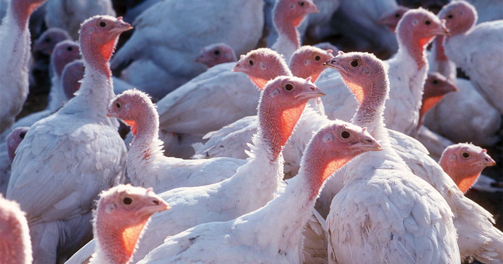 Turkeys
