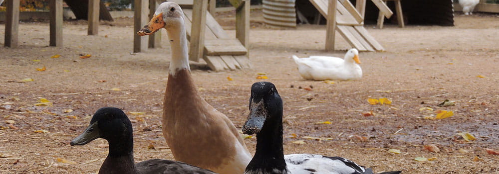 three different duck breeds standing together in yard