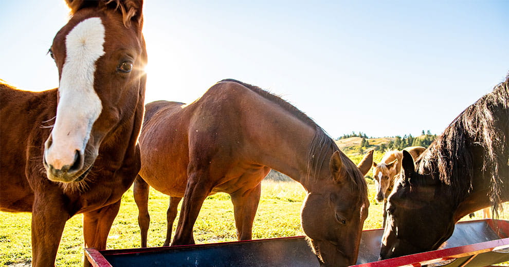 Horses eating from a trough