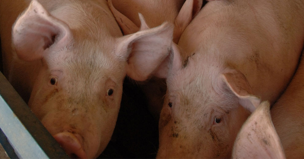 Pigs