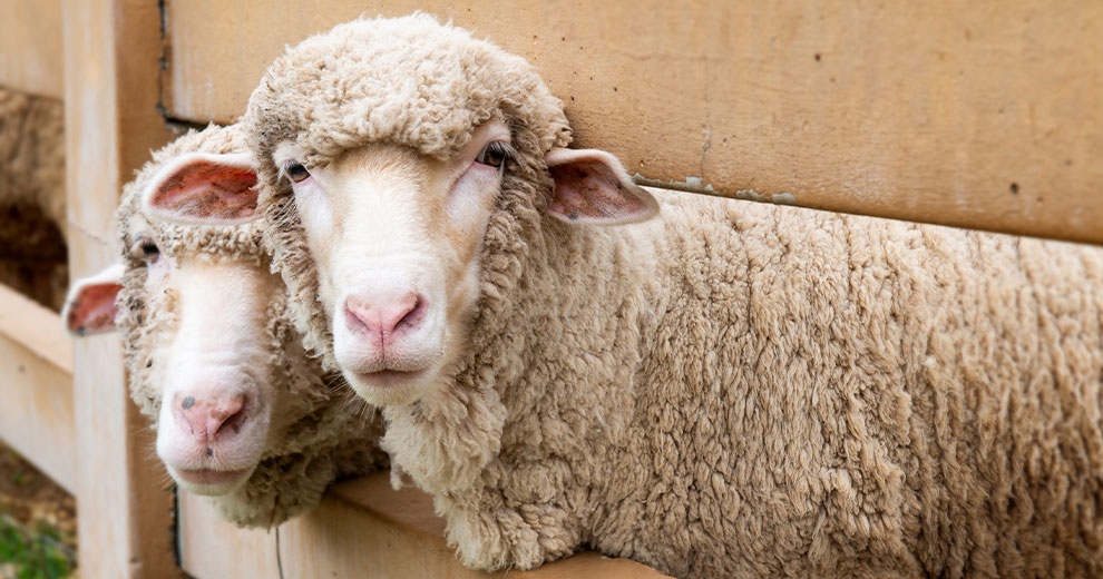 Two ewes peeking their heads through a wooden fence