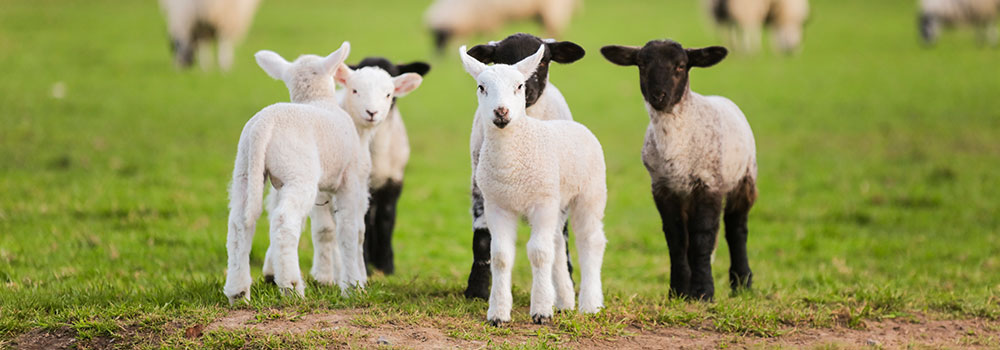 Group of lambs