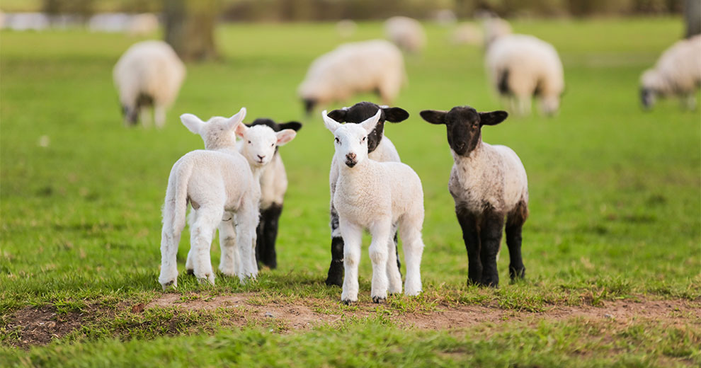 A group of lambs with grown sheep in the background