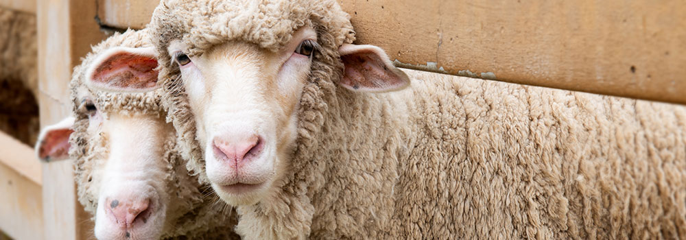 Two sheep