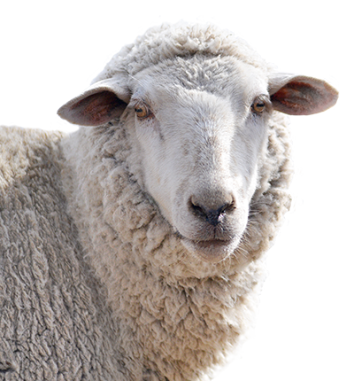 Sheep head