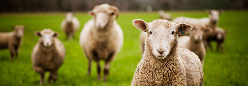 Sheep herd in a pasture
